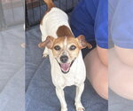 Small #2 Jack Russell Terrier Mix