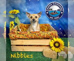 Small #6 Chihuahua Mix