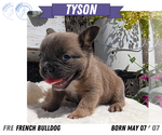 Small Photo #26 French Bulldog Puppy For Sale in GOSHEN, IN, USA