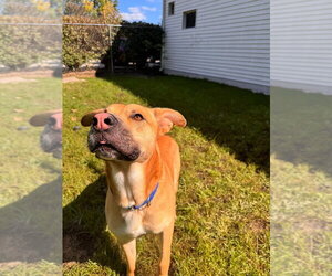 Stone - Male German Shepherd Dog-Unknown Mix Dog for Adoption - Photo #4