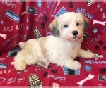 Small Photo #1 Schnoodle (Miniature) Puppy For Sale in Lexington, NC, USA