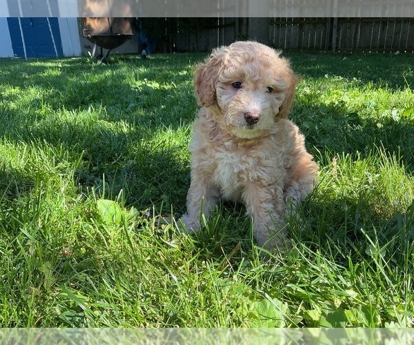 Medium Photo #14 Goldendoodle (Miniature) Puppy For Sale in KEWASKUM, WI, USA