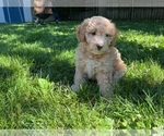 Puppy Junie Goldendoodle (Miniature)