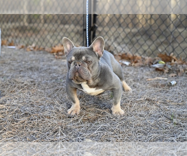 Medium Photo #2 French Bulldog Puppy For Sale in DECATUR, GA, USA