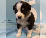 Small Photo #3 Australian Shepherd Puppy For Sale in EXETER, MO, USA