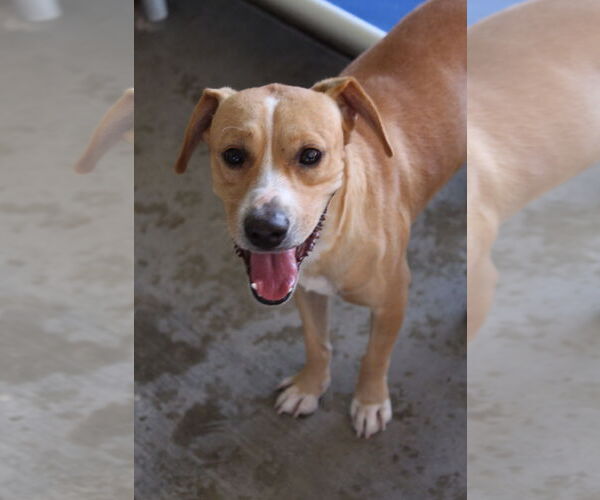 Medium Photo #1 Labrador Retriever-Unknown Mix Puppy For Sale in El Centro, CA, USA