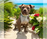 Small #8 American Pit Bull Terrier