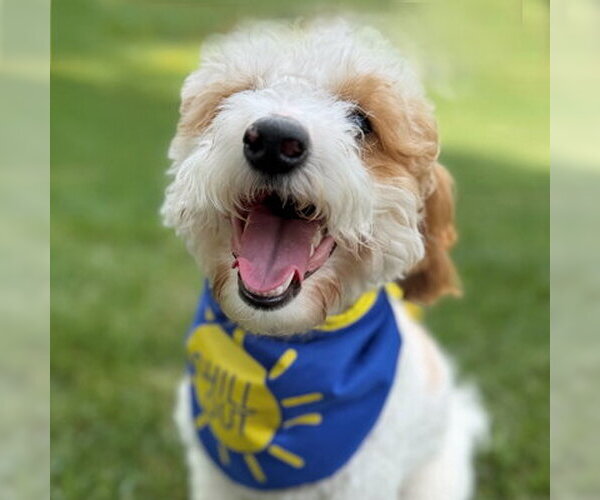 Medium Photo #5 Poodle (Toy) Puppy For Sale in Arlington, VA, USA