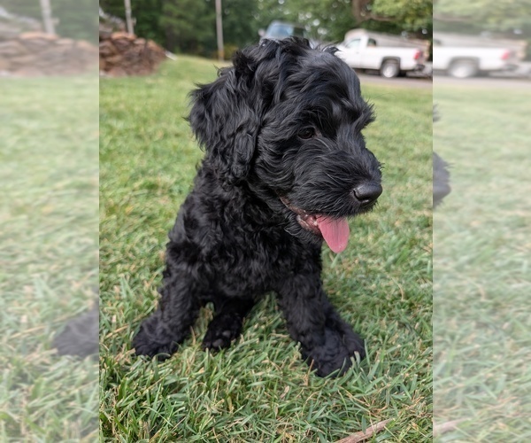 Medium Photo #2 Double Doodle Puppy For Sale in VALDESE, NC, USA