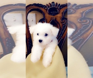 Bichon Frise Puppy for sale in WESLEY CHAPEL, FL, USA