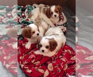 Cavalier King Charles Spaniel Puppy for sale in PUYALLUP, WA, USA