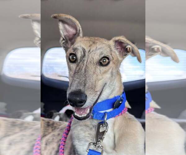 Medium Photo #2 Greyhound Puppy For Sale in Cherry Hill, NJ, USA