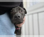 Small #6 Staffordshire Bull Terrier Mix