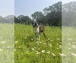 Small #2 American Boston Bull Terrier
