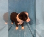 Small Photo #16 Border Collie Puppy For Sale in AIKEN, SC, USA