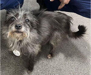 Chiranian Dogs for adoption in Forestville, MD, USA