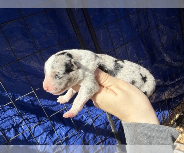 Medium Photo #1 Australian Shepherd Puppy For Sale in PISGAH, AL, USA