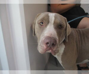 Staffordshire Bull Terrier Dogs for adoption in Ocala, FL, USA