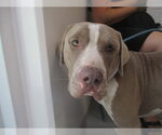 Small Staffordshire Bull Terrier