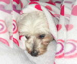 Small #3 Poodle (Miniature) Mix