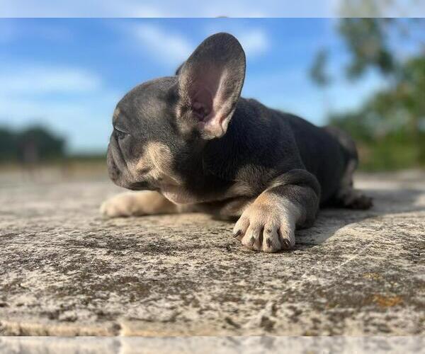 Medium Photo #3 French Bulldog Puppy For Sale in ERIAL, NJ, USA