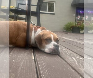 Nessie - Female Mutt Dog for Adoption - Photo #2