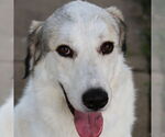 Small #10 Great Pyrenees
