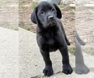 Labrador Retriever Puppy for sale in BEECH GROVE, IN, USA