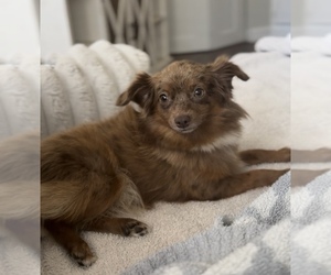 Miniature Australian Shepherd Dog for Adoption in ROCKWALL, Texas USA