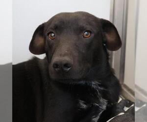 Mutt Dogs for adoption in San Antonio, TX, USA