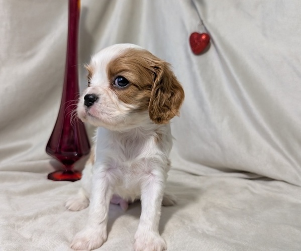 Medium Photo #8 Cavalier King Charles Spaniel Puppy For Sale in GOSHEN, IN, USA