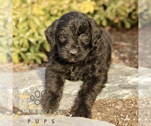 Labradoodle Puppy for sale in RONKS, PA, USA