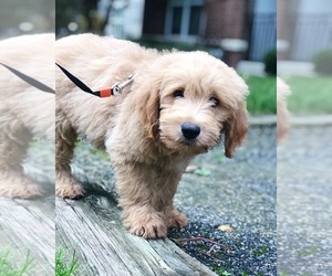 Goldendoodle Puppy for sale in LEXINGTON, MA, USA