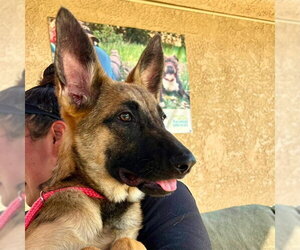 German Shepherd Dog Dogs for adoption in Camarillo, CA, USA