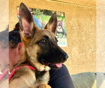 Small German Shepherd Dog
