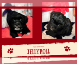 Puppy Jellyroll Shih-Poo