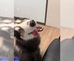 Small #2 Siberian Husky