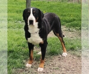 Father of the Greater Swiss Mountain Dog puppies born on 02/06/2020