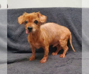 Mutt Dogs for adoption in Lake City, MI, USA