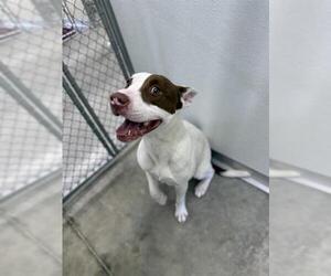 American Pit Bull Terrier-Unknown Mix Dogs for adoption in Temple, TX, USA