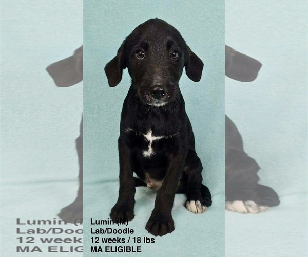 Medium Photo #19 Labradoodle Puppy For Sale in pomfret, CT, USA