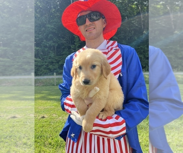 Medium Photo #4 Golden Retriever Puppy For Sale in NEOLA, WV, USA