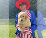 Small #3 Golden Retriever