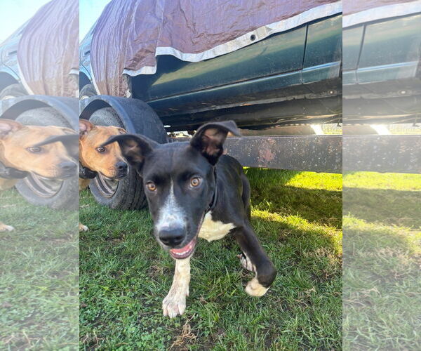 Medium Photo #9 Great Dane-Unknown Mix Puppy For Sale in Germantown, OH, USA