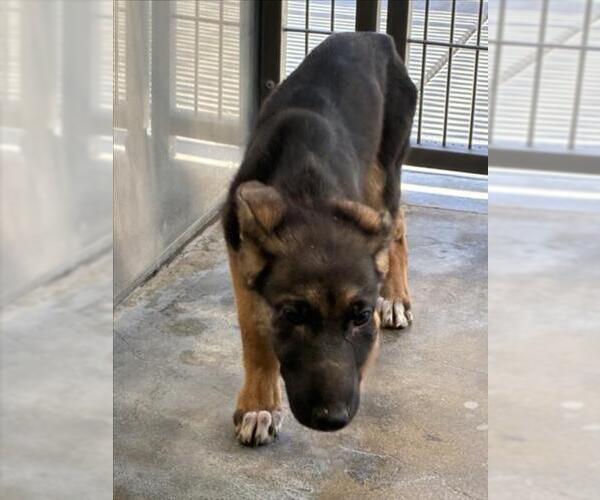 Medium Photo #1 German Shepherd Dog Puppy For Sale in Norco, CA, USA