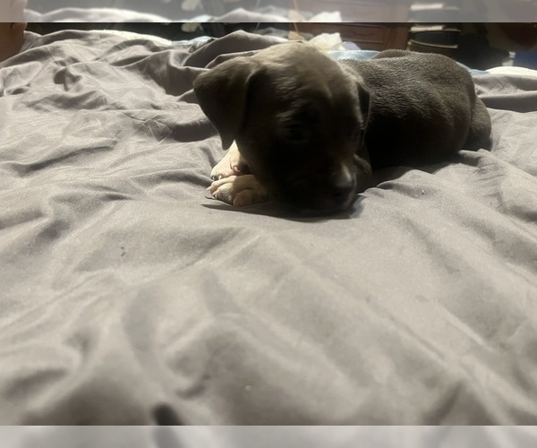 Medium Photo #9 American Bully Puppy For Sale in BUFFALO, NY, USA