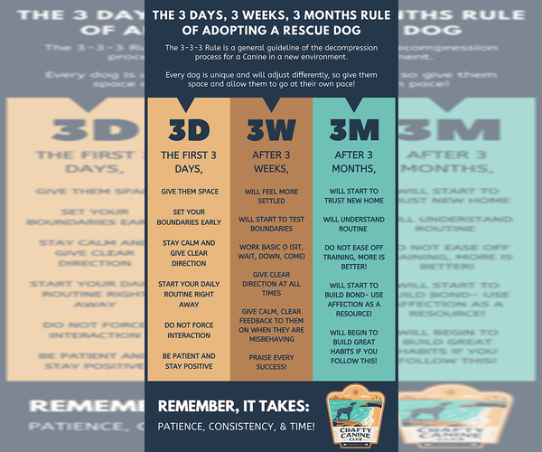 Medium Photo #15 Akbash-Anatolian Shepherd Mix Puppy For Sale in Higley, AZ, USA