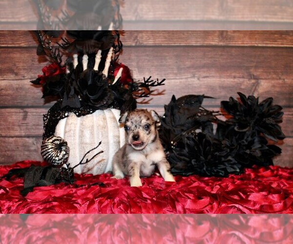 Medium Photo #1 Chihuahua Puppy For Sale in CHARLESTON, AR, USA
