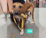Small #2 American Pit Bull Terrier-Labrador Retriever Mix