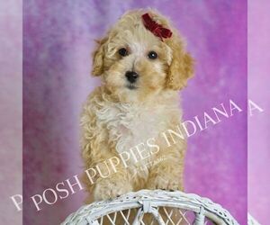 Medium Maltipoo (Toy)
